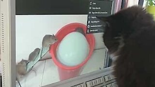 Gato tenta apanhar ratos no monitor de computador