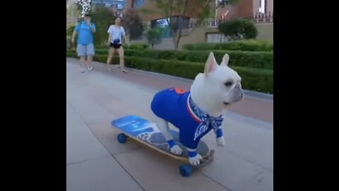 Cute Bulldog | Skateboarding Dog #shorts