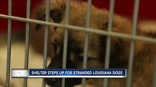 Local shelter steps up to help Louisiana dogs