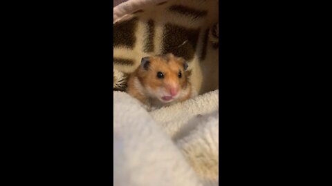 Funny Hamster - Cute and Funny Moments of Life