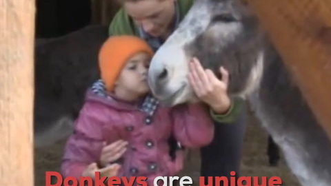 Donkeys Make Great Therapy Animals