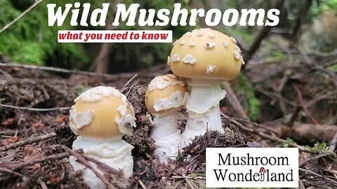 Wild Mushrooms- What You Need To Know
