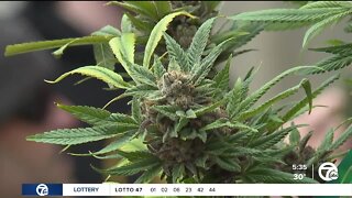 Detroit recreational marijuana ordinance in effect