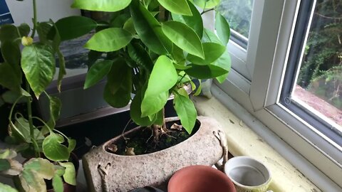 I GREW THIS from Seed! Bonsai Lemon Tree is 25+ Years Old