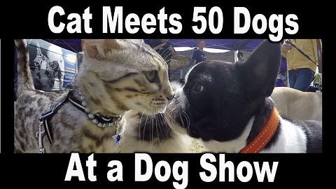 Friendly Kitty Meets 50 Dogs At A Dog Show