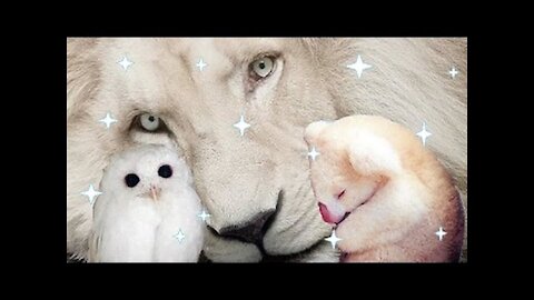 BIGGESTCOLLECTION ! MOST BEAUTIFUL COLLECTION OF ALBINO ANIMALS