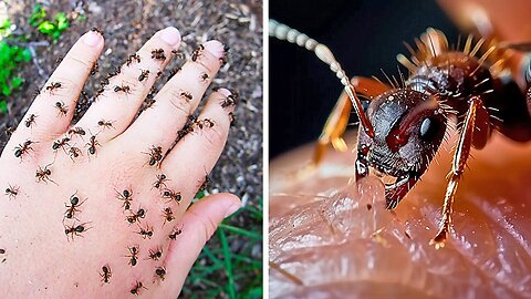 World's Scariest Insects You Don't Want to Mess With