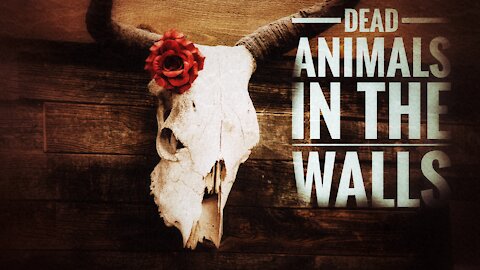 Horror stories Dead Animals in the Walls Creepypasta