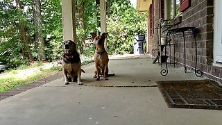 Playing Catch with My Dogs