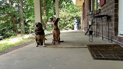 Playing Catch with My Dogs