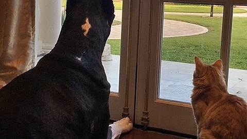 Dog and cat completely mesmerized by wild squirrel