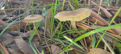 Baby magic mushroom growing on the trail