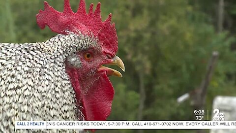 Man charged after Harford County deputies bust suspected cockfighting ring