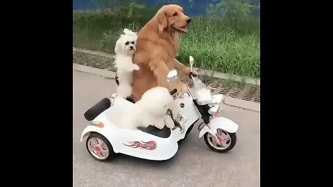 Dogs bike driven .funny dog funny short video