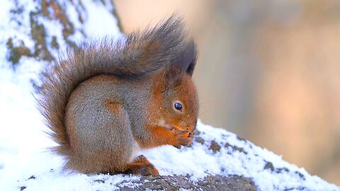 Some More of the Red Squirrel on a Snowy Tree Stump with a Nut