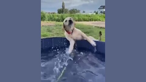 Pool Party Pup 🐶💦: The Hilarious Hose Hijinks