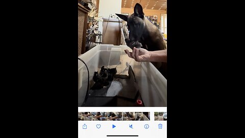 Belgian Malinois pup meets peeping chicks for the first time