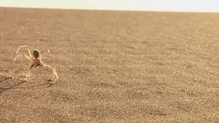 Cart-wheeling spider inspires robot for Mars