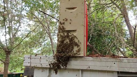 Bee Swarm 22 May 2022