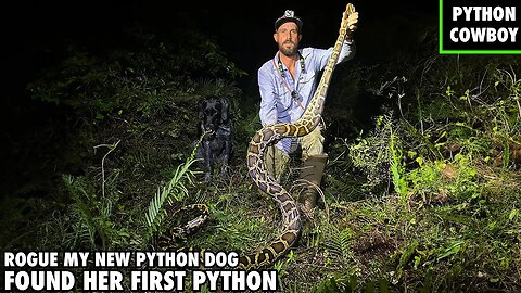 New Python Task Force Dog Finds Her First Python In The Florida Everglades