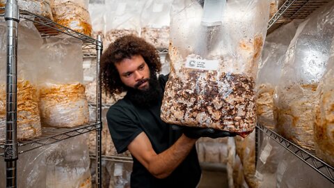 Long Term Mycelium Incubation | Southwest Mushrooms