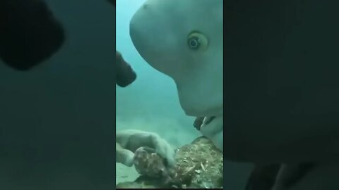 FISH with HUMAN FACE bonds with Diver #nature