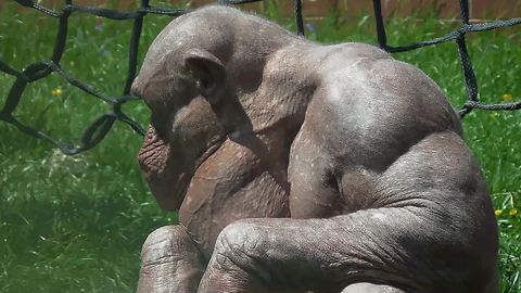 The fascinating hairless chimpanzees