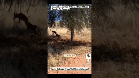 Insane Leopard vs Antelope Hunt Attack Caught On Camera #shorts #animals #Leopard #antelopes