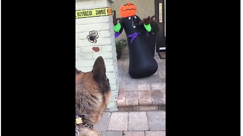 German Shepherd barks at scary Halloween decoration