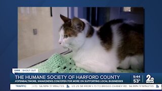 Humane Society of Harford County is launching its online Pawction Monday October 19