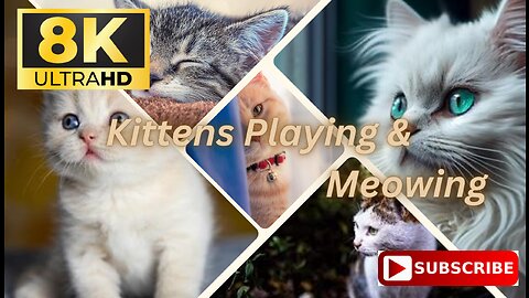 Beautiful Cats In The World In 8K | Kittens Playing And Meowing | 8K Video Ultra HD