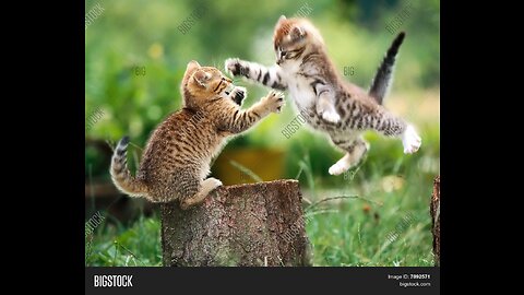 Super angry cats fighting