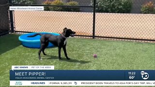 Pet of the Week: Pipper