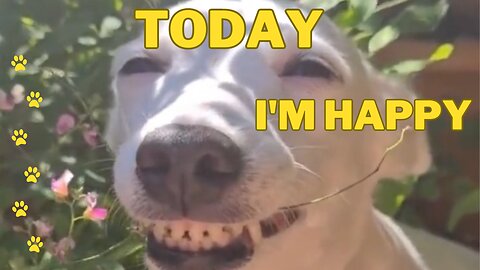 Today I'm Happy (Dogs Series 1)