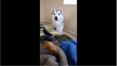 Husky alarm clock is extremely effective