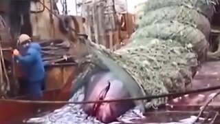 Fishermen Catch Submarine Sized Megalodon Shark ?! Caught on Camera 2023 - Black Demon Shark