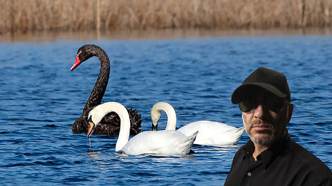 Black Swan Friday with Special Guest John Cullen