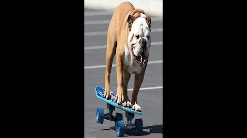 This SKATEBOARDING DOG is way cooler than you