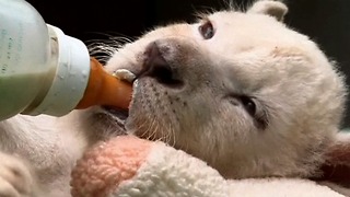 Baby White Lion Cubs