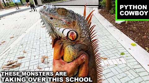Hired To Take Out Monster Invasive Iguanas At A Private Miami School