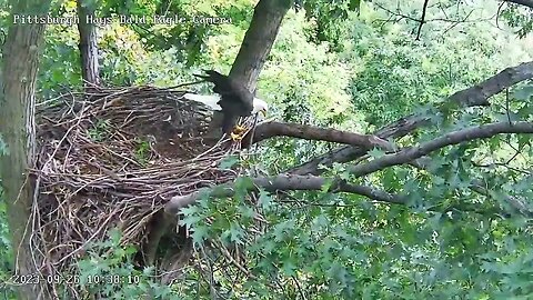 Hays Eagles Eagle visitor(Mom?)-inspects nest-vigilantly looks about/unfamiliar? 9-26-23 10:37am