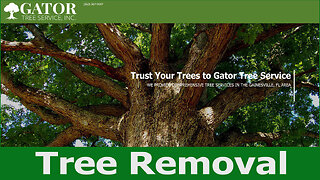 Oak Tree Removal - Gator Tree Service 5-24-23