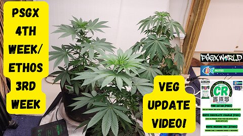 My Medical Cannabis PSGX 4th Week Veg | Ethos 3rd Week Veg Grow Update!