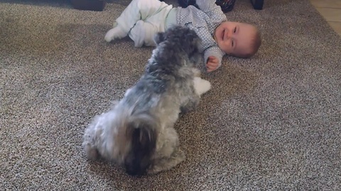 Baby enjoys playtime with energetic puppy