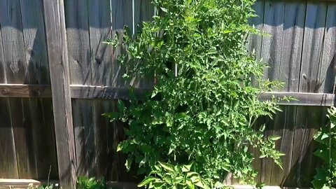 HowTo trim your tomato plants#TrimYourTomatoPlants￼