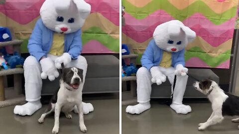 Pup Hilariously Startled By Creepy Easter Bunny Mascot