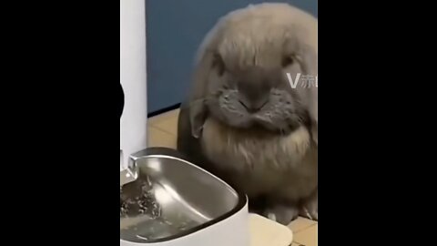 Cute rabbit eating😍😍😁😁😁