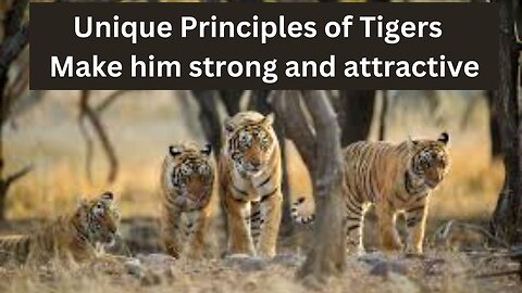 Unique Principles of Tigers Make him strong and attractive