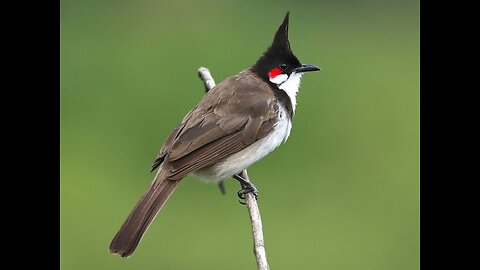 Nightingale Bird (Pycnonotidae) - Beautiful Bird - Nature Beauty