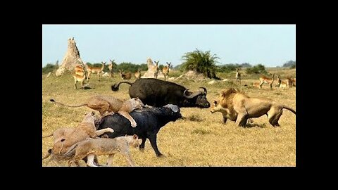 Discovery Wild Animal Fights | 2 Buffalo vs 10 Lion, Hyena & Wild dogs attacks Deer